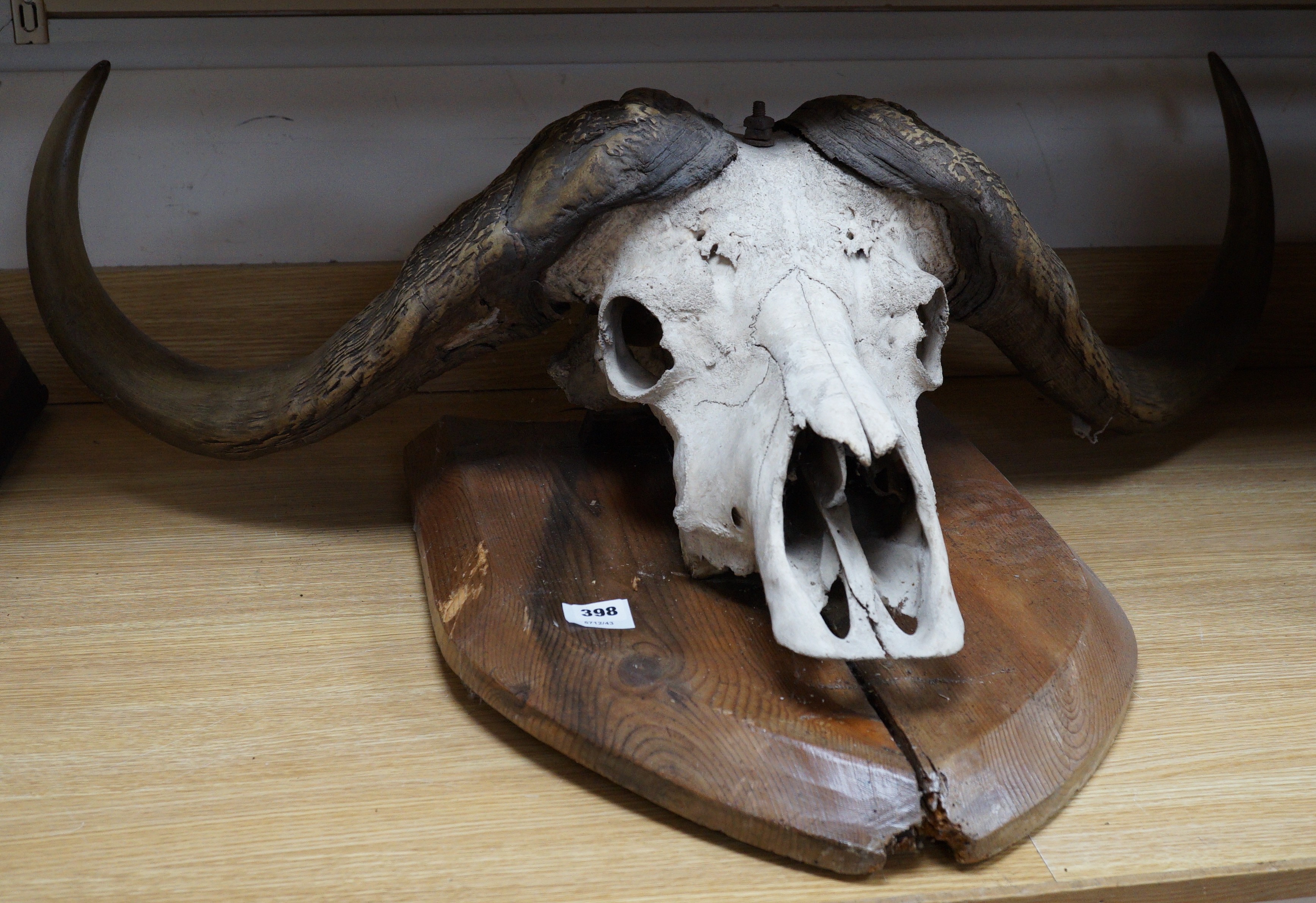 Animal anatomy- North American Bison horns mounted on a skull and pine shield, 103 cm wide
